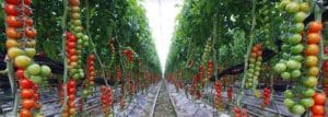 tomate-holanda