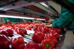 NATURE-CHOICE-PIMIENTO