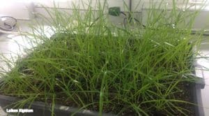 glifosato-plant-resist