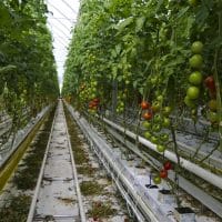 tomates a todo gas