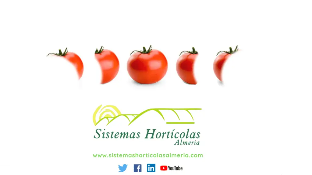 Sistemas horticolas almeria tomate