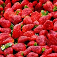 cultivo de fresas