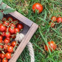 variedades de tomates