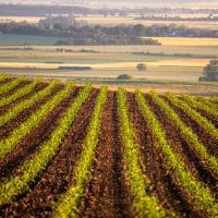 Tipos de agricultura