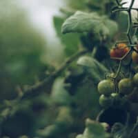 cultivo del tomate en invernadero