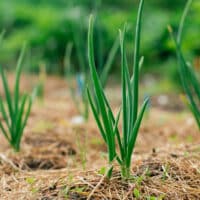 tipos de acolchado agricola