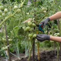 podar tomates