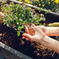 plantas de invernadero