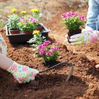 cómo trasplantar una planta