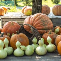 tipos de calabazas