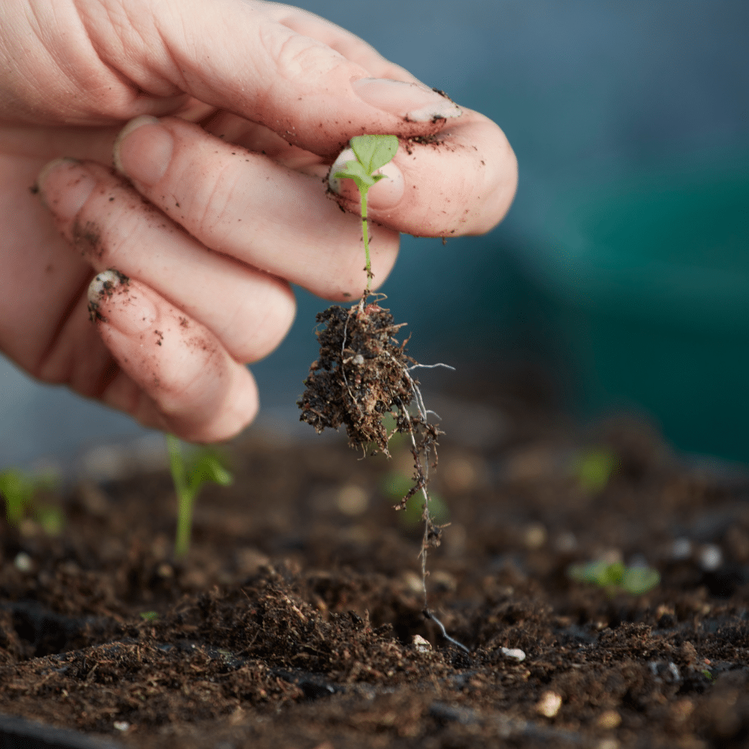 Abono natural para un jardín saludable
