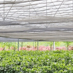 SHADOW NETS