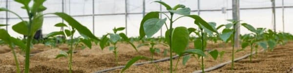 Accesorios para cultivo interior