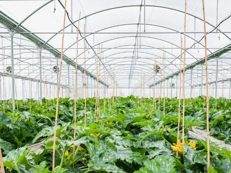 Sistemas Horticolas